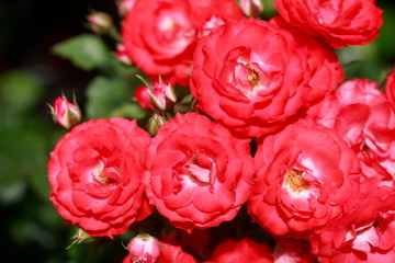 Rote Rosen, Closeup, Blumen,  Deutschland