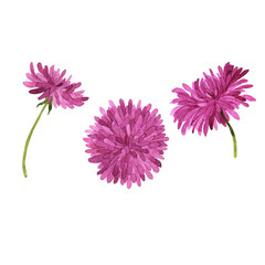 Set of lilac and violet flowers. Chrysanthemum collection. Hand drawn watercolor illustration.