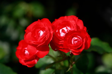Rote Rosen, Closeup, Blumen,  Deutschland