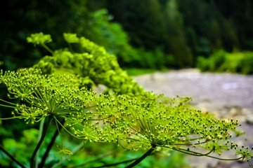 Dill flowers in the woods 