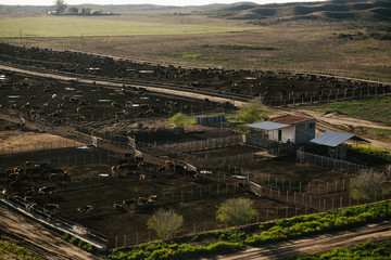 Vacas Hereford comiendo en feedlot en campo argentino