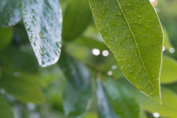 Laurel on tree with water drops