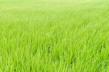 green rice fiald background or green leaves of wheat seedling farming in thailand