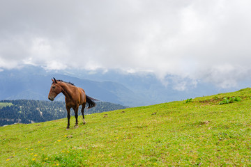 Fototapeta premium horse pasturing on mountain environment. Beautiful nature background