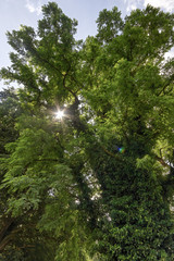 Fototapeta premium Black Locust tree, overgrown with ivy, located in upper Austria