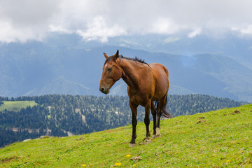 Fototapeta na wymiar horse pasturing on mountain environment. Beautiful nature background