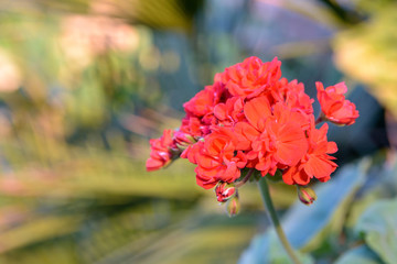 Red flower of geranium (Pelargonuim spp.). Very common ornamental plant used in pot