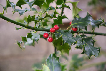 Holly, Ilex aquifolium