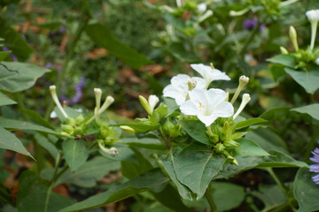 Buds and white flowers of Mirabilis jalapa in September