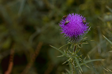 purple thistle flower