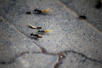 ant on the ground