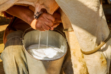 Ordenha manual de leite de vaca em  pequena propriedade rural de Guarani, estado de Minas Gerais,...