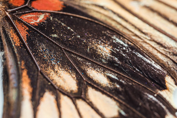 Beautiful butterfly, closeup view