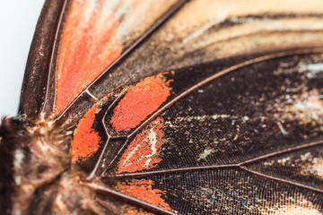 Beautiful butterfly, closeup view