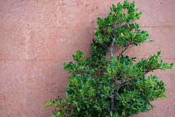 Green plant over pink concrete wall decorative with black and white stone, pink grunge concrete wall.