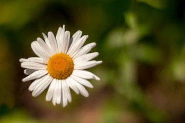 Fototapeta premium white daisy flower