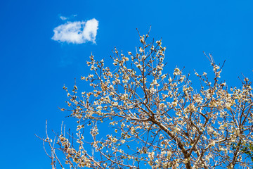 White-pink olive tree flowers