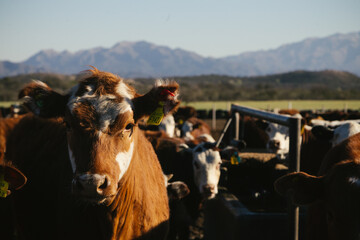 Vacas Hereford comiendo en feedlot en campo argentino