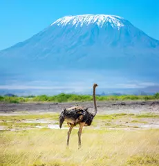 Foto op Aluminium African ostrich grazing © Kushnirov Avraham