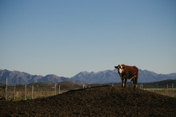 Vacas Hereford comiendo en feedlot en campo argentino
