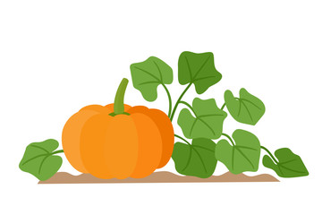 Organic production cartoon vector illustration pumpkin with leaves