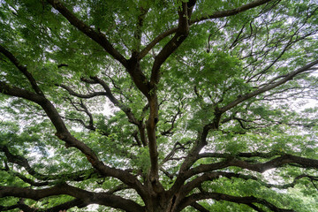 Under branches of a giant monkey pod tree in Kanchanaburi, Thailand.