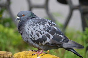 pigeon in the park