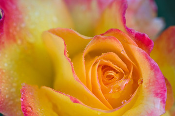 Fototapeta na wymiar Yellow rose close up with water drops .Birthday card.