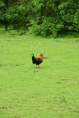 Fototapeta premium Jungle fowl, National Bird In Sri Lanka