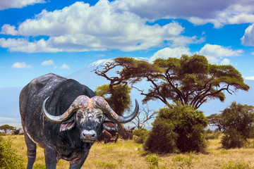 Large scenic buffalo. African Big Five