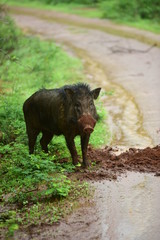 Wild pig Wild boar