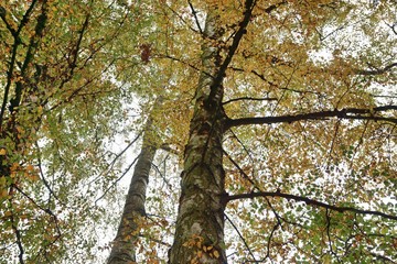 Herbstlicher Birkenwald