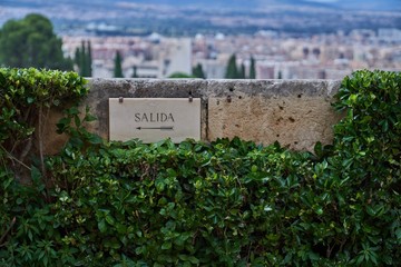 Fototapeta premium rows of green plants in a garden