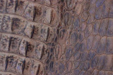 rocodile leather texture,