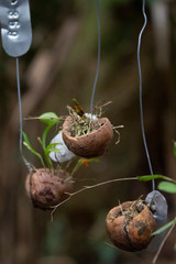 Mini orquídea