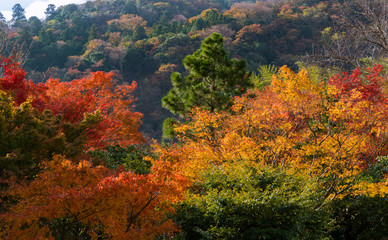 Fototapeta premium autumn in the mountains