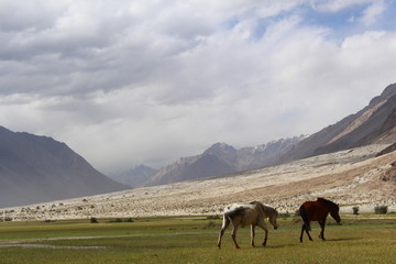 Fototapeta na wymiar wild horses in the mountains