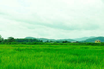 Fototapeta na wymiar Natural Rice fields for background, blue sky with cloud