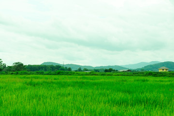 Obraz premium Natural Rice fields for background, blue sky with cloud