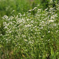 Flowers that bloom beautifully in the hot summer