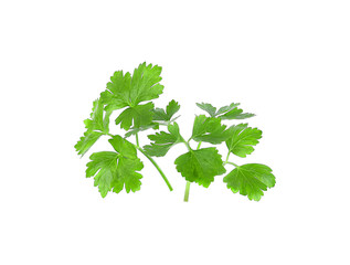 coriander fresh green on white background