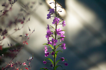 weidenröschen im lichtspiel der sonnenstrahlen im spätsommer
