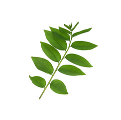 Gooseberry leaf green on white backgrond