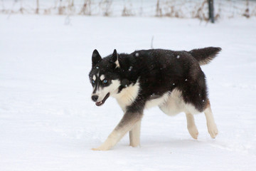 siberian husky mit blauen augen rennt voller lebenfreude durch den schnee in mitten eines starken schneefalls im winter