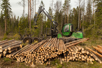 An industrial harvester collects logs from a felling in a pine forest
