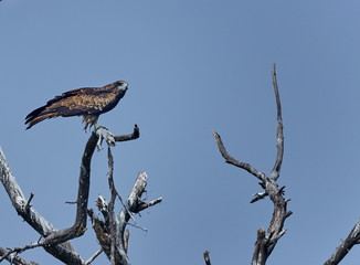 The lone bird on the lookout for its prey, has been hunting for a great meal since daybreak but perhaps has been unlucky to have caught a big fish today, will certainly manage to get one soon.