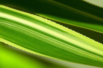 fragment zielonego liścia  w paski doniczkowej palmy z kolcami - obrazy, fototapety, plakaty