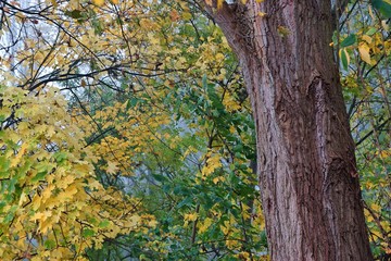 Dicker Baum im Herbst