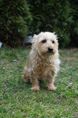 Mixed breed dog portrait