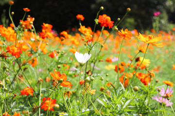 オレンジの花畑 